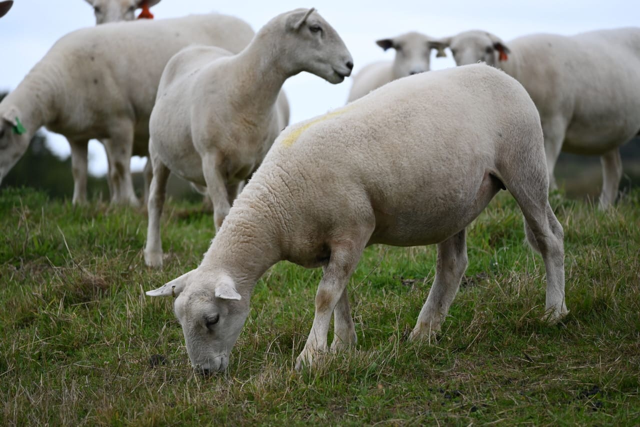 Wiltshire ewe lamb