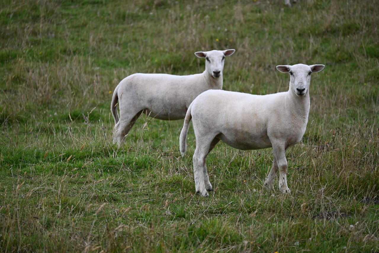 Wiltshire ewe lambs