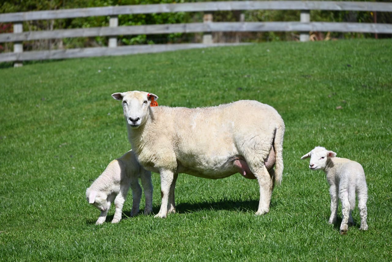 Wiltshire ewe with lambs